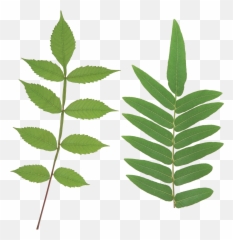 Green Leaves Png Image For Free Download - Leaf Stem Png,Green Leaves Png