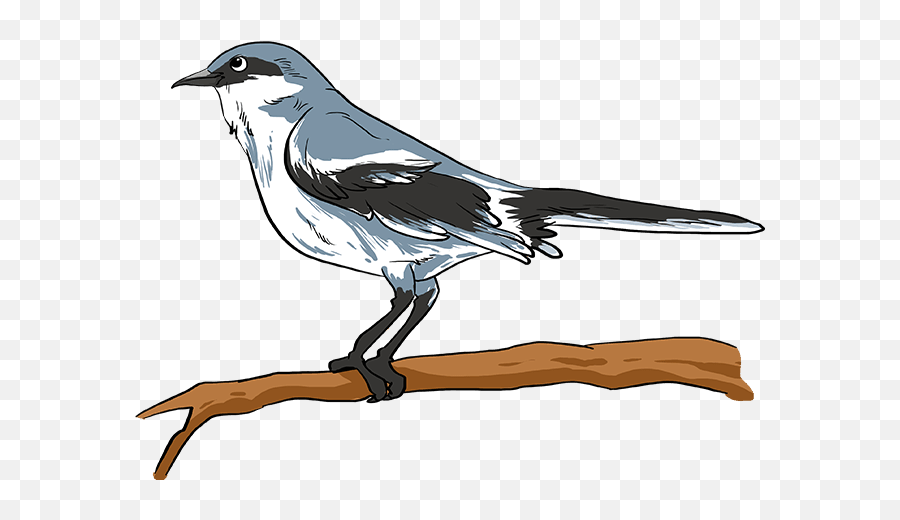 How To Draw A Mockingbird - Really Easy Drawing Tutorial Png,Mockingbird Png