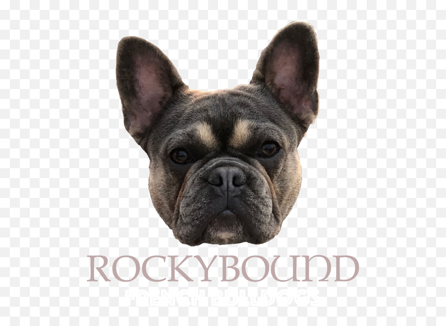 Rockybound Frenchies - French Bulldog Png,Bulldog Png