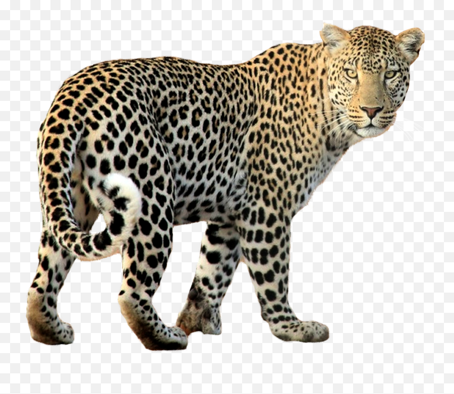 Download Leopard Walking Png Image For Free - Leopard Png,Walking Png