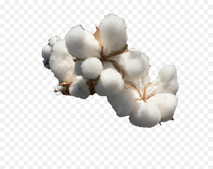Cotton Png File Download Free - Cotton Png Transparent,Cotton Png