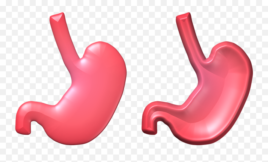 Stomach Health Empty - 3d Stomach Png,Stomach Png