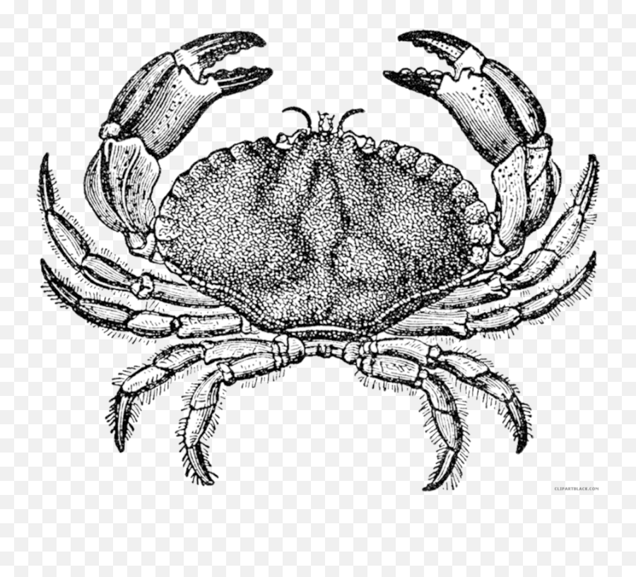 Download Transparent Blue Crab Clipart - Pen Drawing Of A Crab Png,Crab Clipart Png