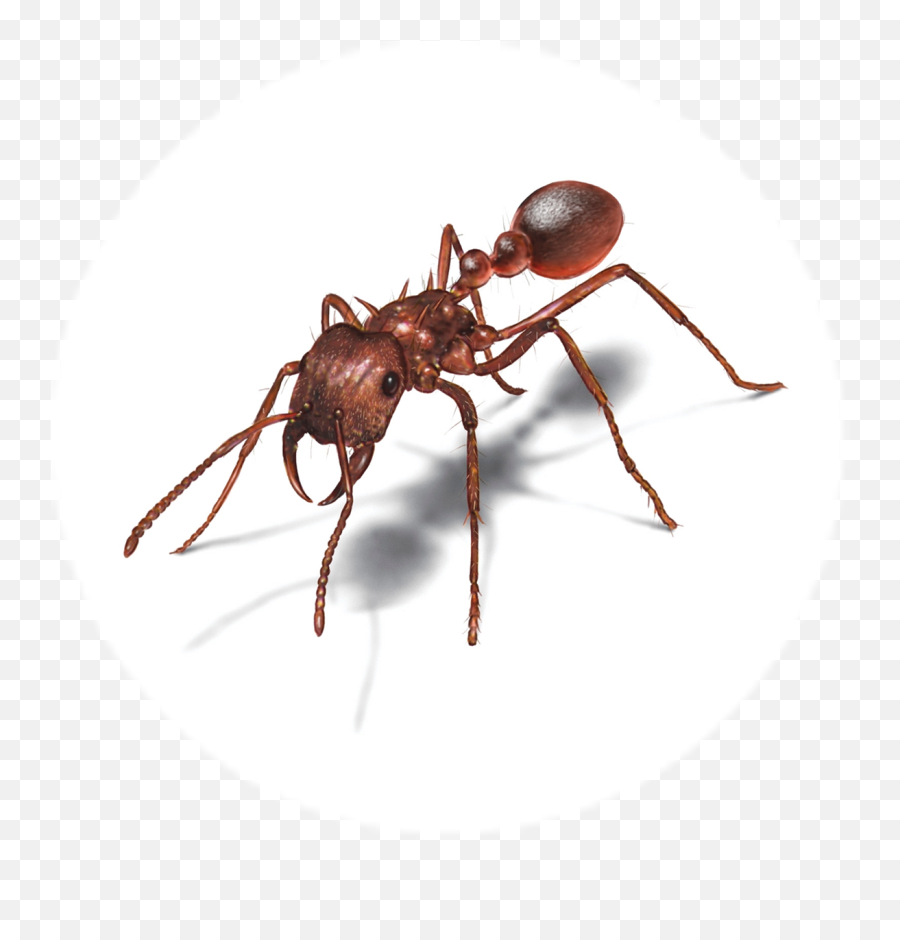 Download Hormiga - Ant Infographic Png Image With No Hormiga Hd,Ant Transparent Background