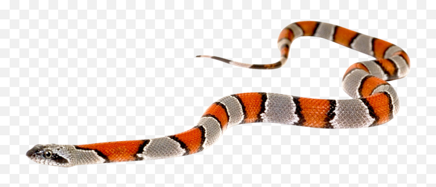 Snake Png Transparent Image