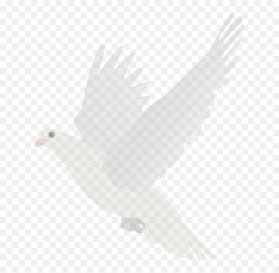 White Dove Clipart - Homing Pigeon Png,White Dove Png