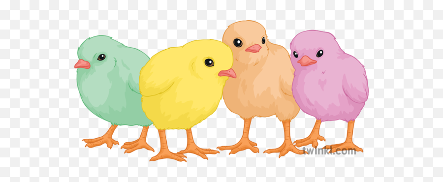 Easter Chicks Baby Animal Birds Cute - Animal Figure Png,Baby Chick Png