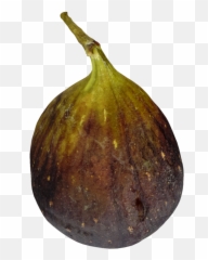 Food Archives Page 10 Of 27 3dbee - Common Fig Png,Fig Png
