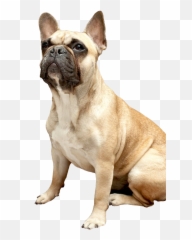 French Bulldog Png All - Bulldog Frances Mascara Negra,French Bulldog Png