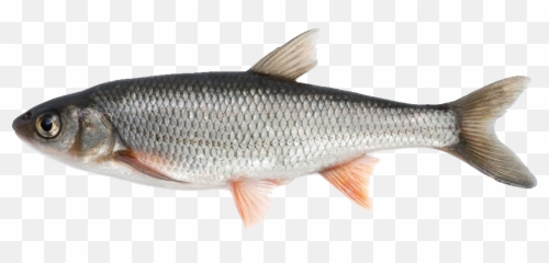 River Fish Png Transparent Image 16 - Free Transparent Png Fish Available In India,Fin Png