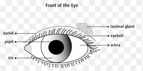 The Eyes - Accessory Organs Of png
