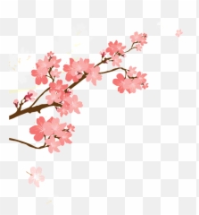 Download Korean Style Cherry Blossom Cartoon Transparent - Background Png