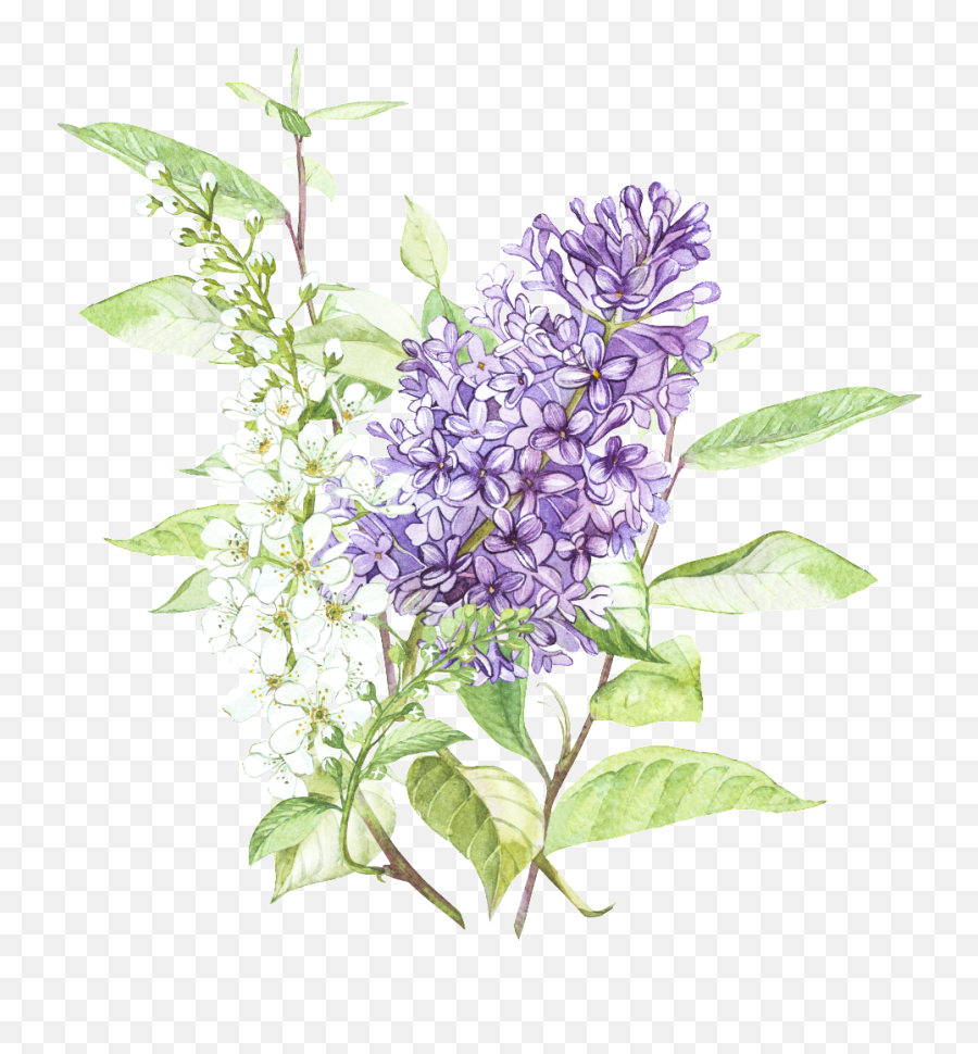 Download Beautiful Hand Painted Png Wisteria