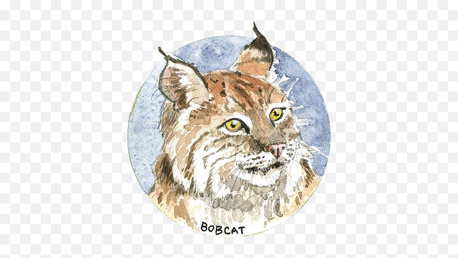 Habitat And Wildlife North Coast Land Conservancy - Bobcat Png,Animal Den Icon