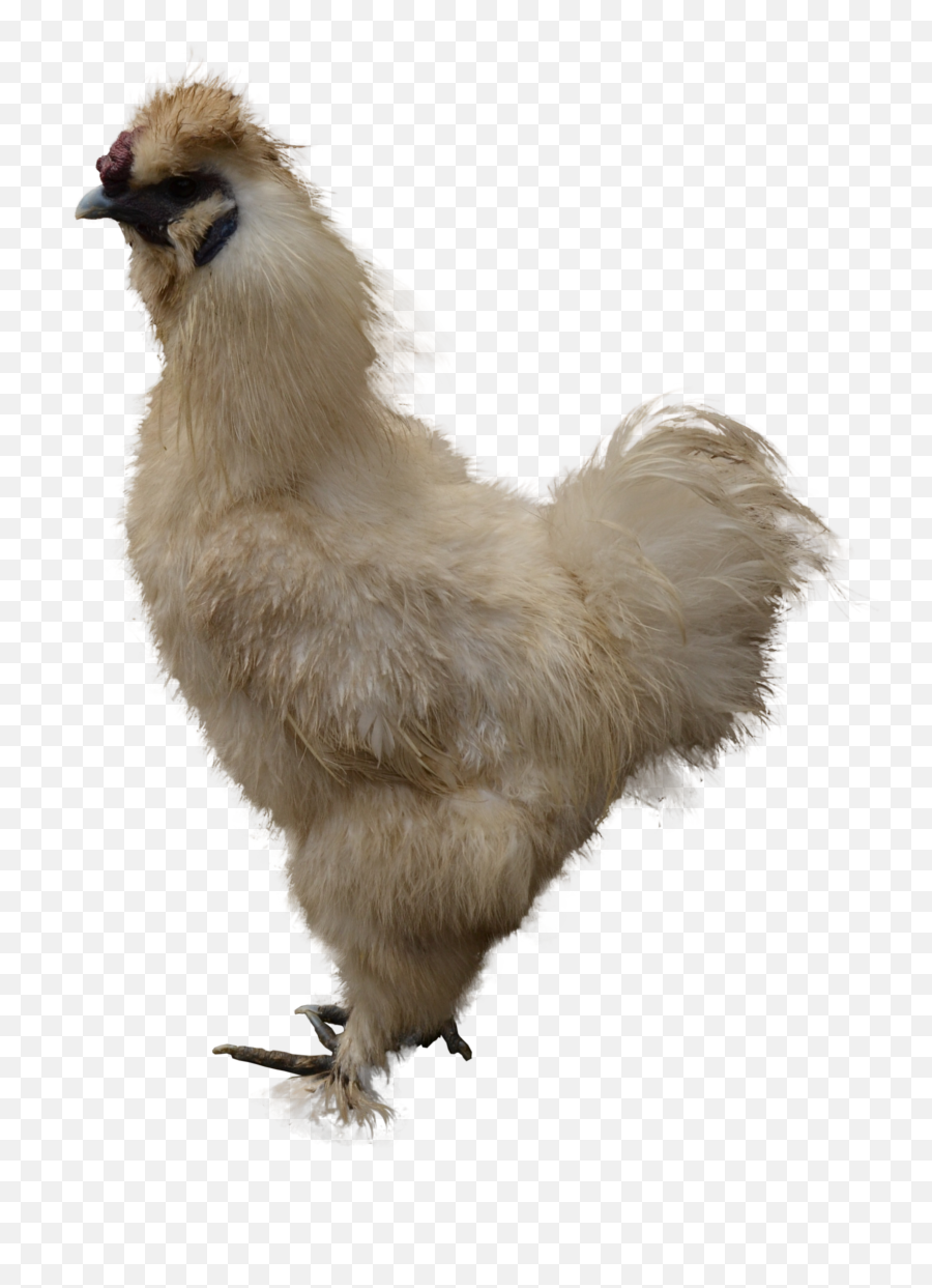 33 Chicken Png Images Are Free To Download - Chicken,Chicken Png