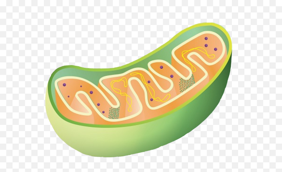 Mitochondria Memes Green Science Cell Aesthetic - Roses Mitochondria Clipart Png,Red Eye Meme Png