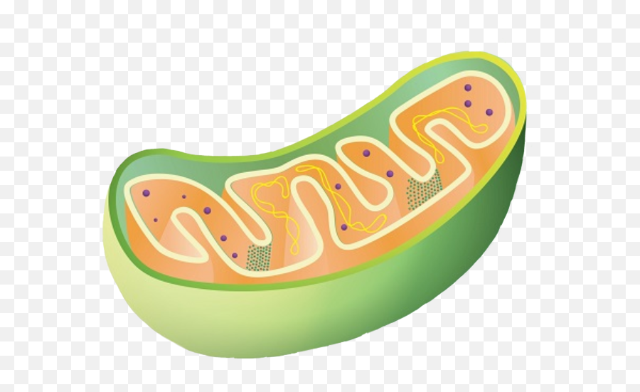 mitochondria clipart color