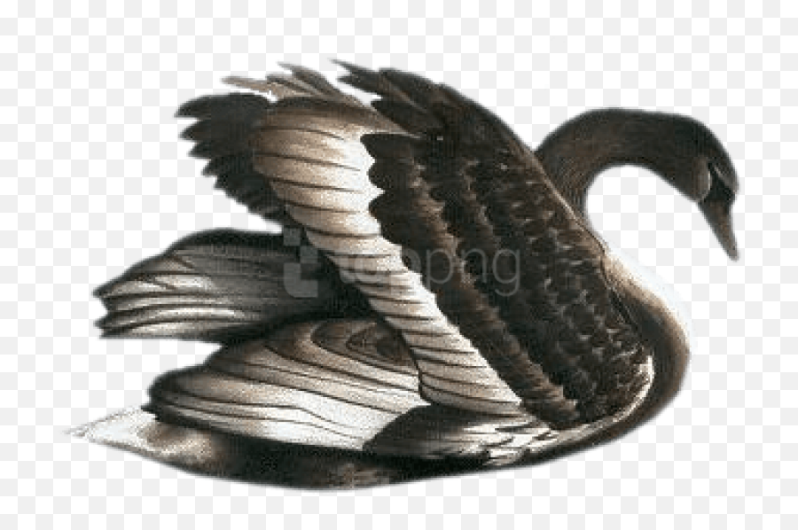 Swan Png Images - Free Png Library Transparent Black Swan,Swan Png