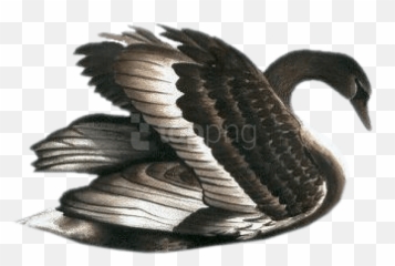 Swan Png Images - Free Png Library Transparent Black Swan,Swan Png
