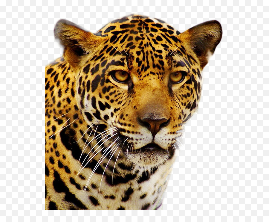 Jaguar Png - Jaguar Png,Jaguar Png