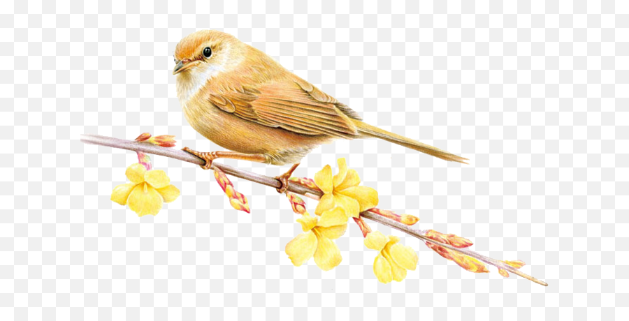 Download Sparrow Png Image U0026 Clipart - Bird Png Colored Pencil,Sparrow Png