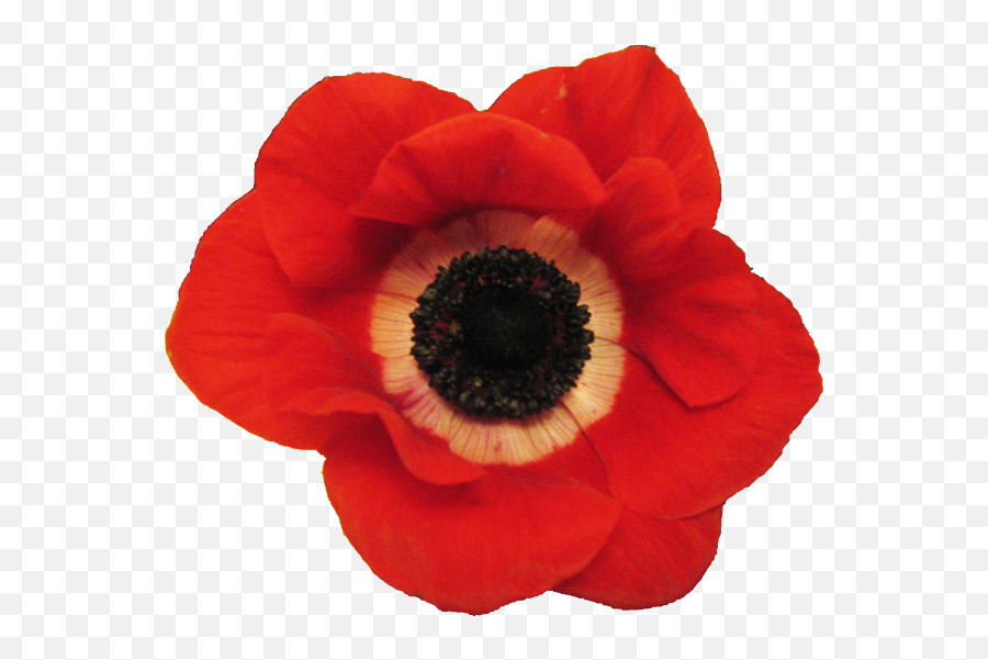 Download Hd Anemone - Lest We Forget Anzac Day 2020 Png,Real Flowers Png