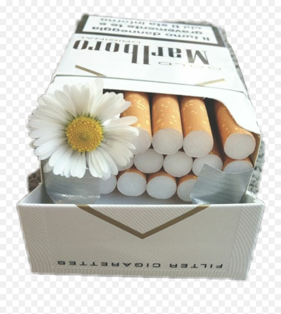 Download Clip Freeuse Stock Flower Aesthetic Badgirl Malboro Png Cigarettes