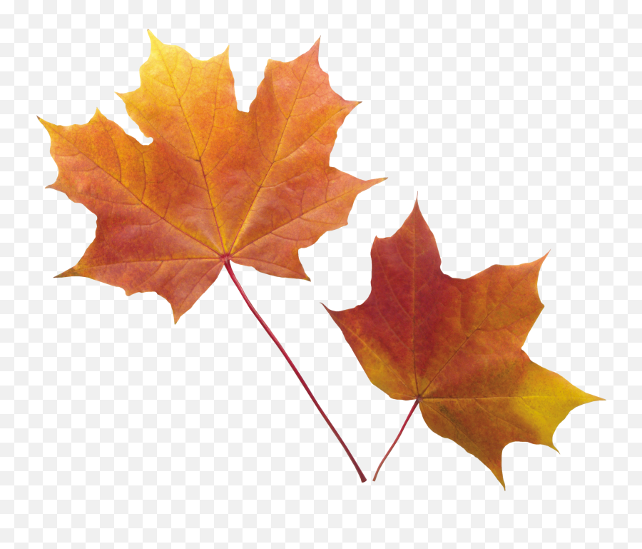 Png Images Free Yellow Leaves - Transparent Background Autumn Leaf Png,Autumn Leaves Png