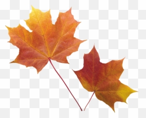 Png Images Free Yellow Leaves - Transparent Background Autumn Leaf