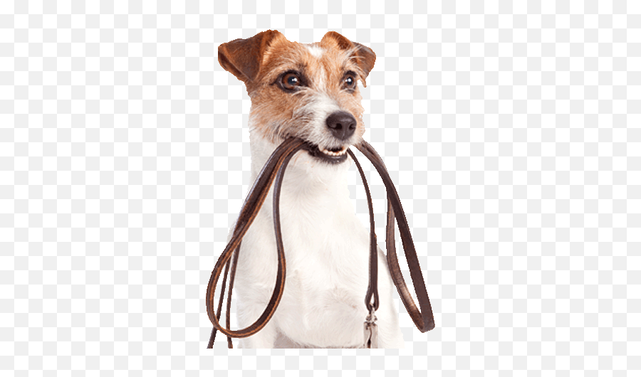 Por Que É Importante Passear Com O Cachorro - Dog Exercising Png,Cachorro Png