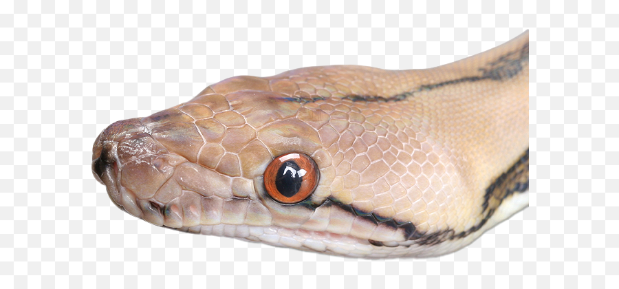 Snake Png Photo - Snake Head Transparent,Snake Eye Png