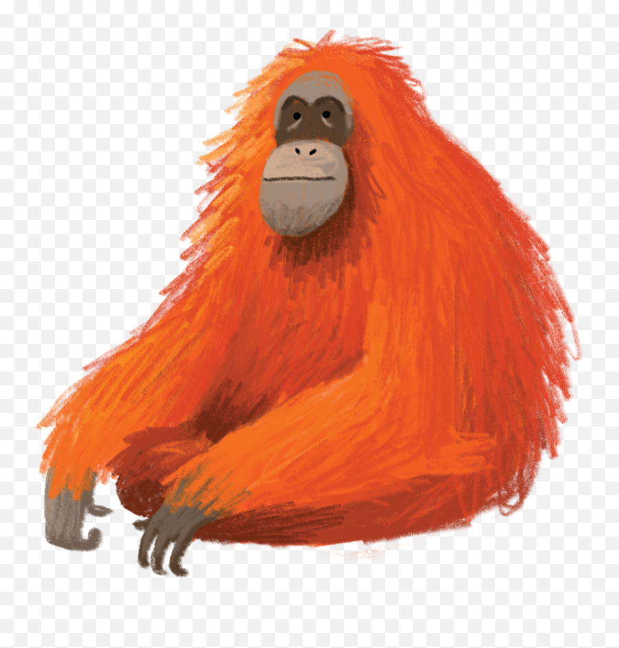 Download Orangutan - Orang Utan Illustration Png,Orangutan Png