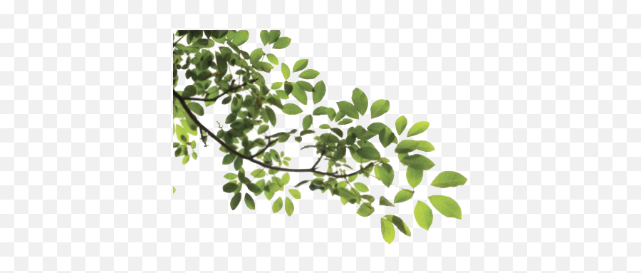 Tree Leaves Png Mart - Leaves And Branches Png,Tea Leaves Png