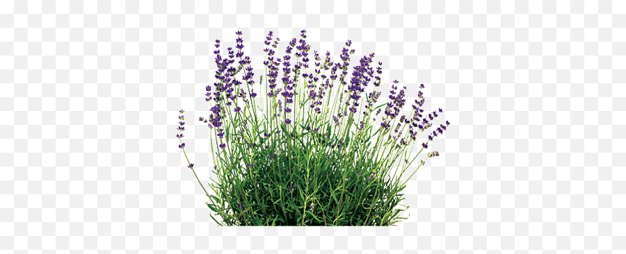 Lavender Plant Png 2 Image - Lavender,Lavender Png