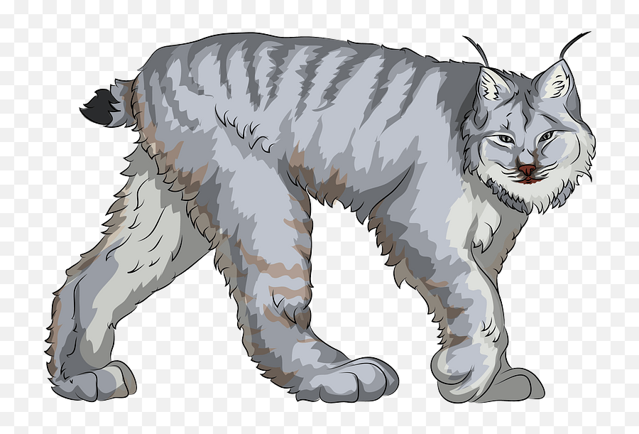 Canadian Lynx Clipart Free Download Transparent Png - Lynx Clipart,Lynx Png