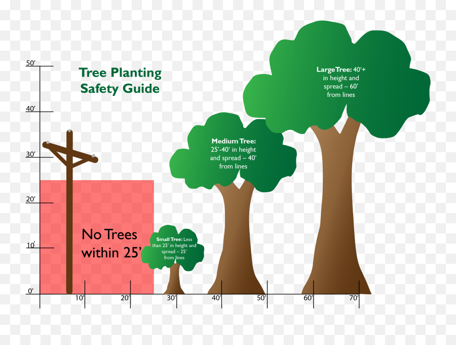Safe Tree Planting - Paulding Putnam Electric Cooperative Safe Tree Png,Tree Graphic Png