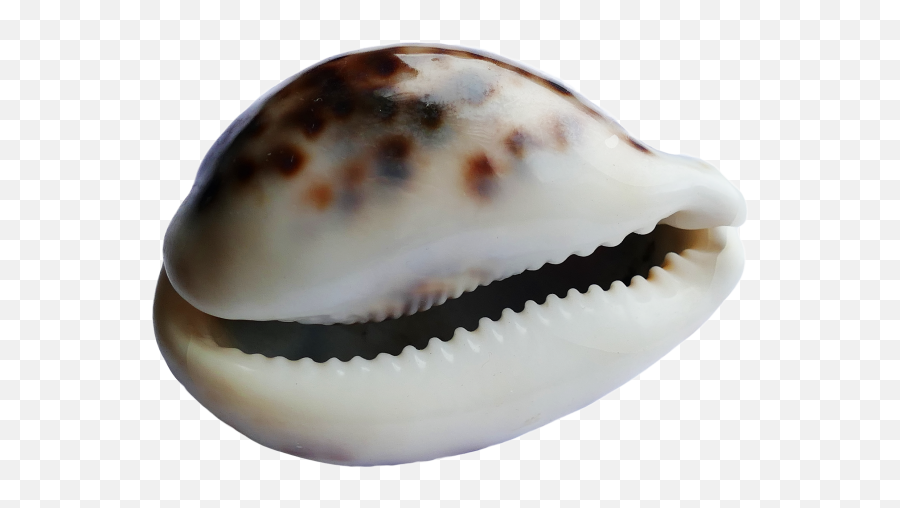 Seashell Png 42 - Png 7062 Free Png Images Starpng Portable Network Graphics,Seashell Png