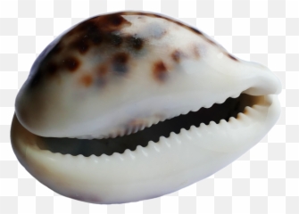 Seashell Png 42 - Png 7062 Free Png Images Starpng Portable Network Graphics,Seashell Png