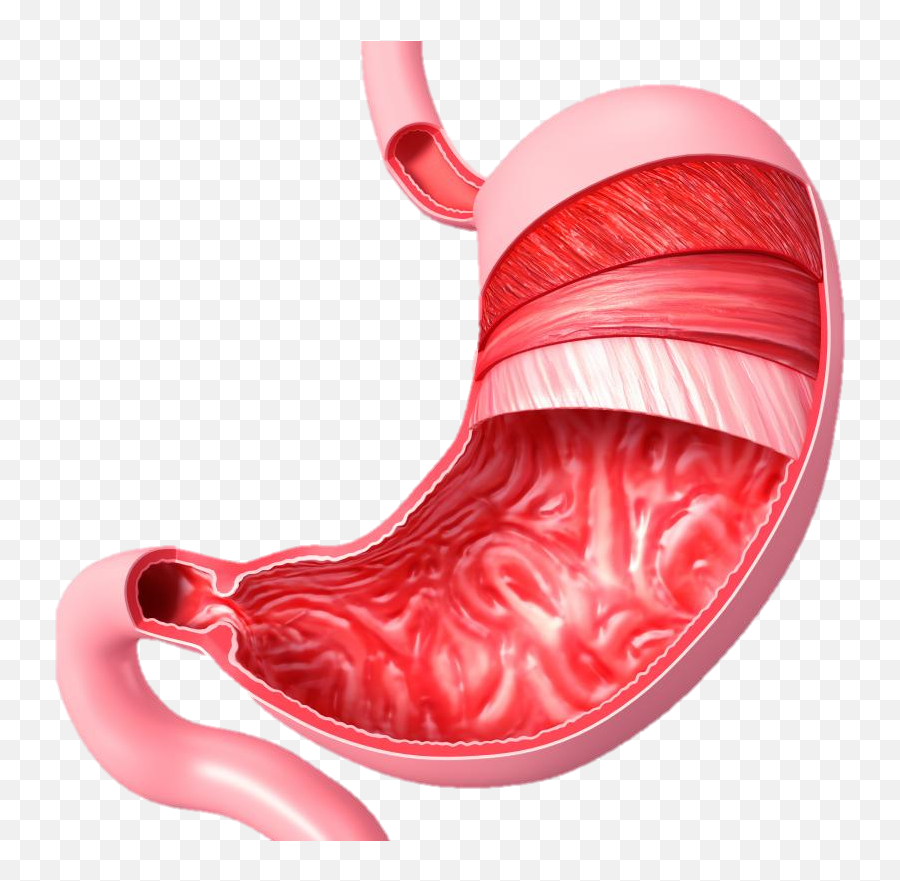 Muscular System Png - Stomach Diagram No Labels,Stomach Png