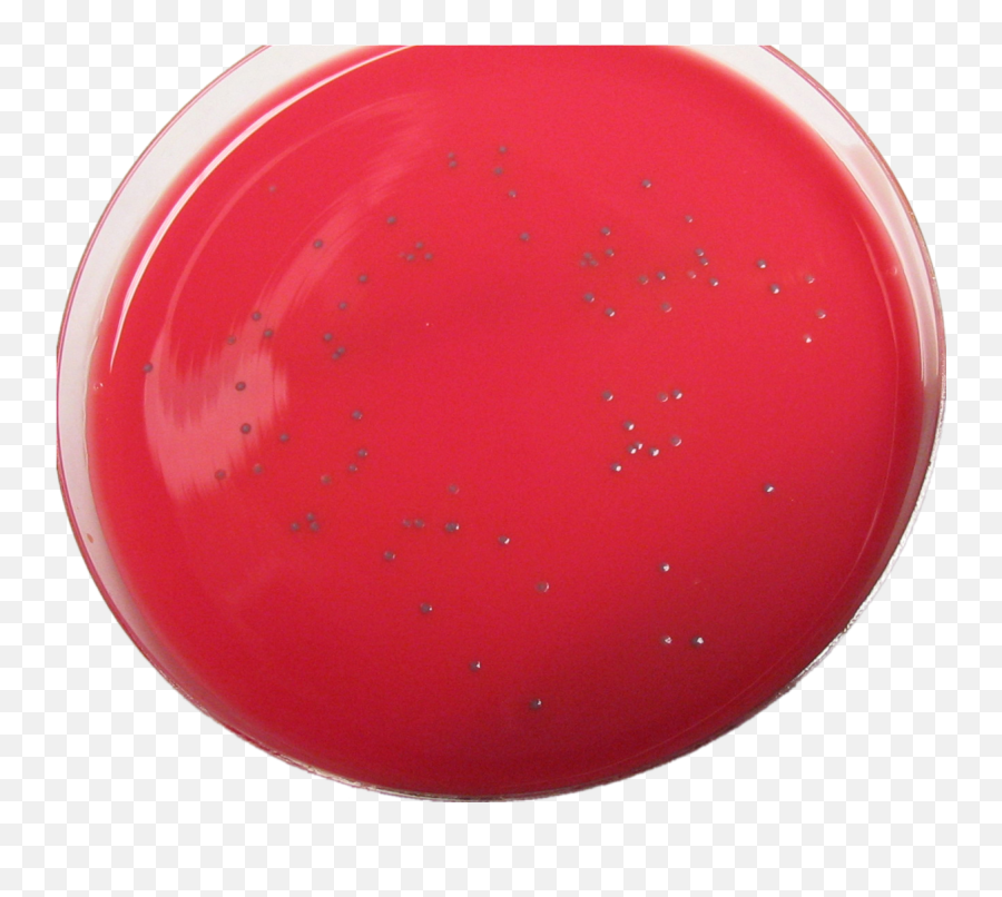 Smooth Lmono - Culture De Listeria Monocytogenes Png,Moño Png