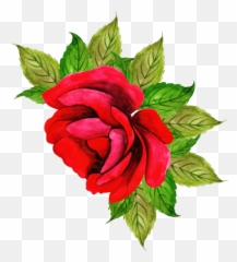 Free Png Downloads - Hybrid Tea Rose,Planters Png