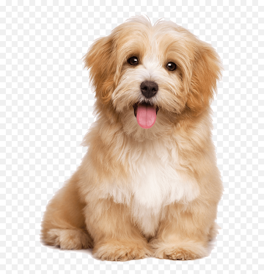 Download Free Png Cute Dog - Transparent Background Puppy Png,Cute Dog Png