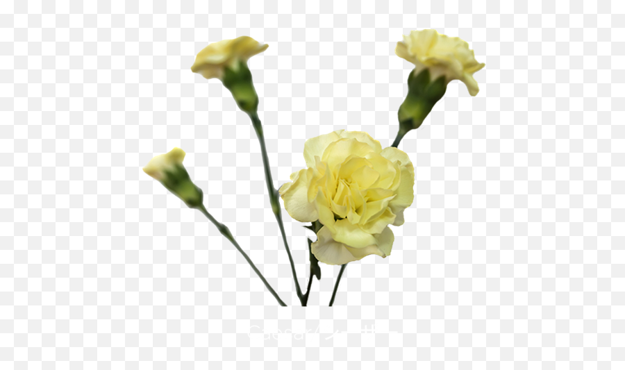 Mini Carn Caesar - Yellow Carnations Flowers Png,Carnation Png