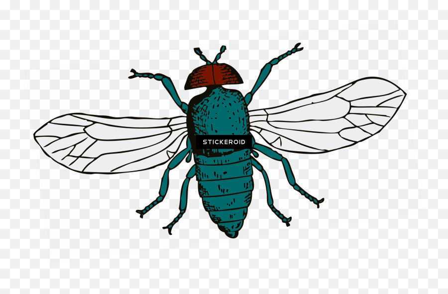 Transparent Fly Picture 925529 - Discord Fly Png,Fly Transparent Background