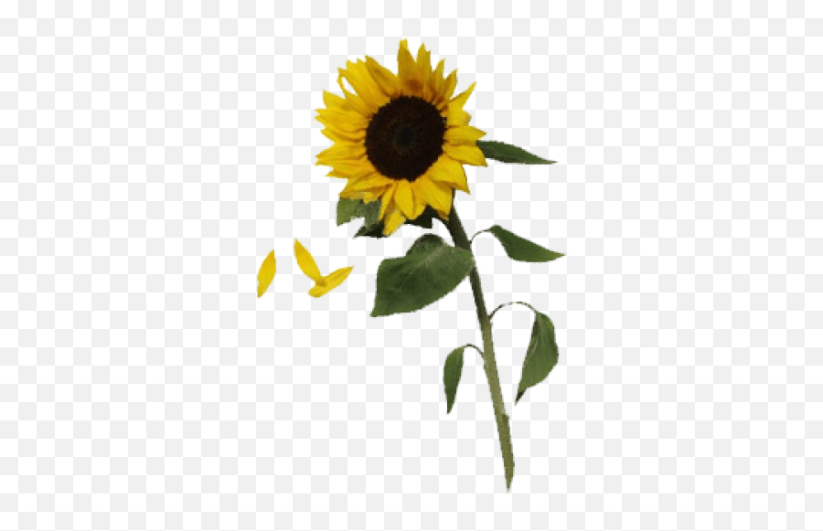 Download Free Png Sunflowers - Pngpic Dlpngcom Flower,Sunflowers Png