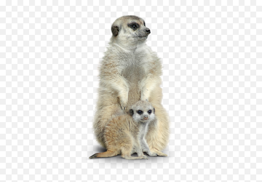 Tierpark Hellabrunn Meerkat - Meerkat Png,Meerkat Png