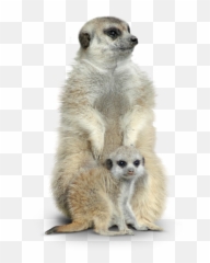 Tierpark Hellabrunn Meerkat - Meerkat Png,Meerkat Png