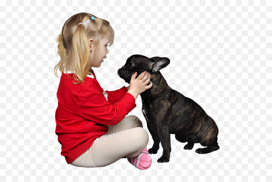 Home Red Rock Frenchies - Ponytail Png,French Bulldog Png