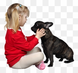 Home Red Rock Frenchies - Ponytail Png,French Bulldog Png