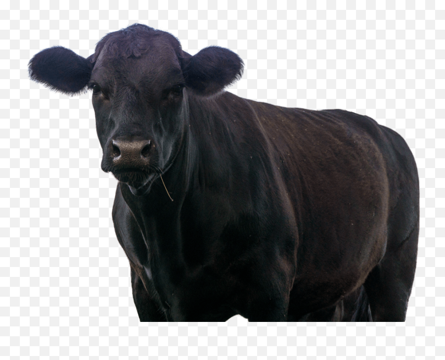 Black Cow Iconpng Page 1 - Line17qqcom,Cow Icon